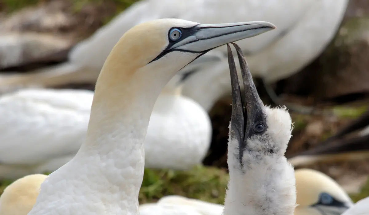 Pacoo x Trisk’Ailes : quand le sport devient un acte concret pour la nature