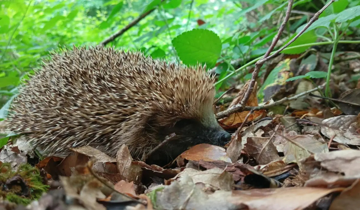 PACOO x Endemic'Amis : des kilomètres qui donnent des ailes à la biodiversité