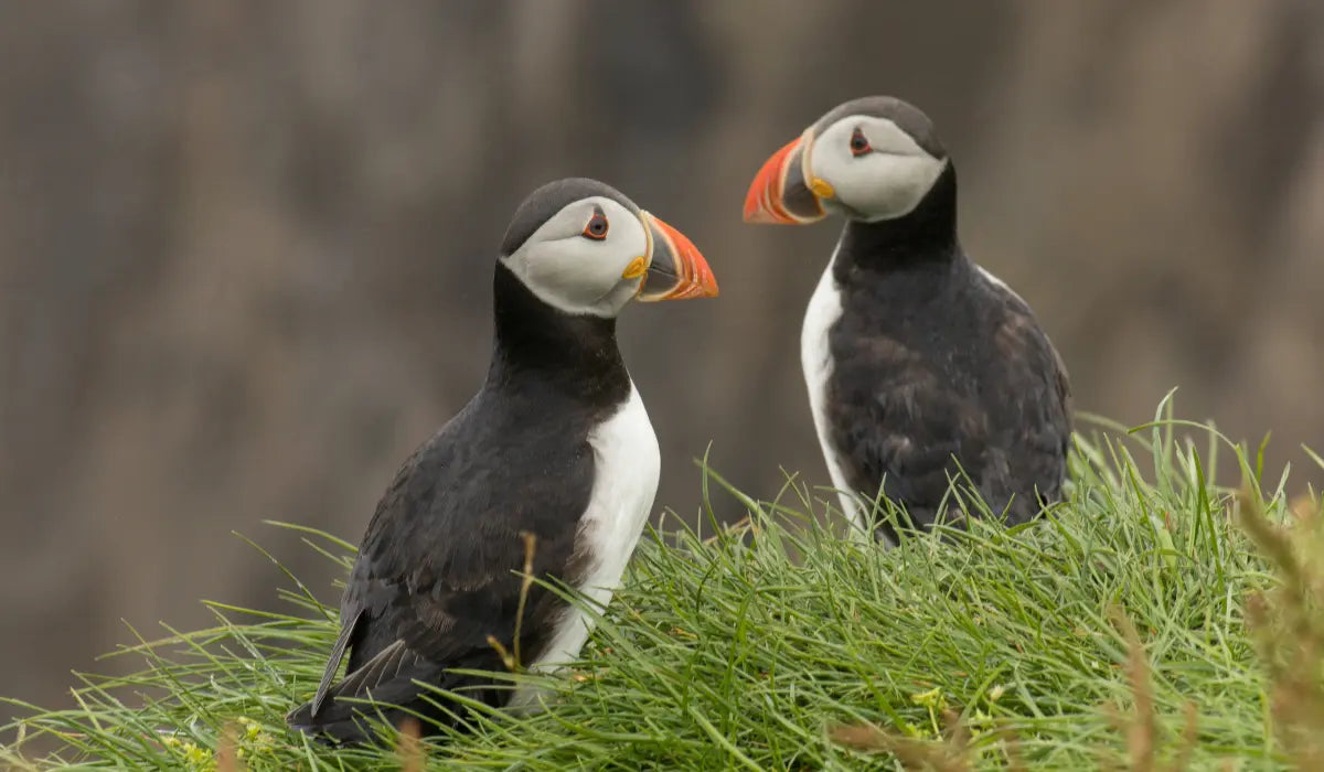 Pacoo et la LPO : préservation des macareux