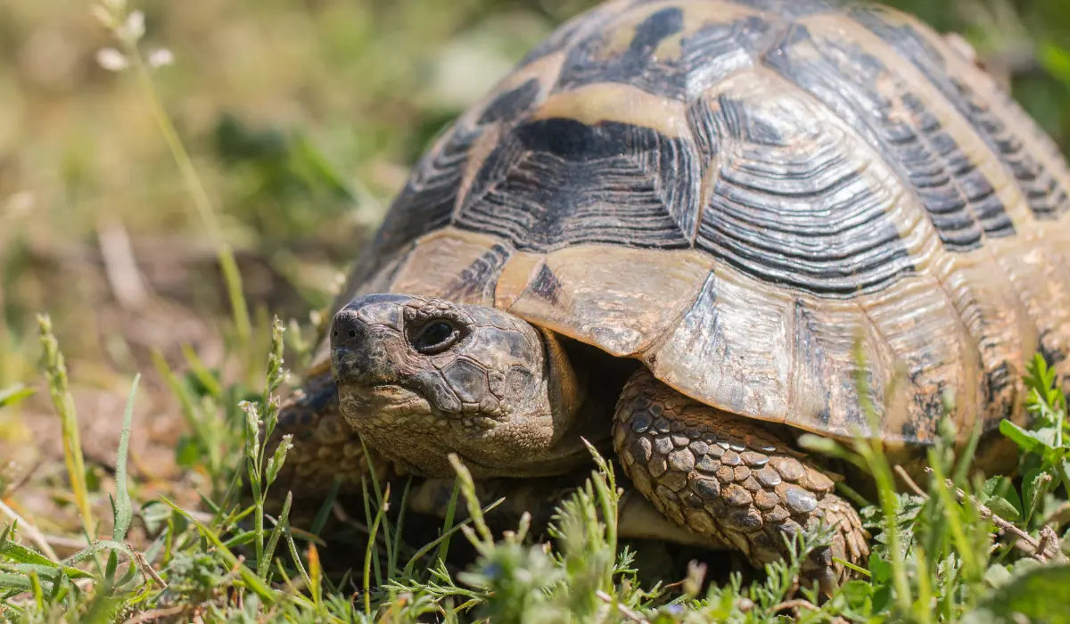 refuges tortues en bretagne