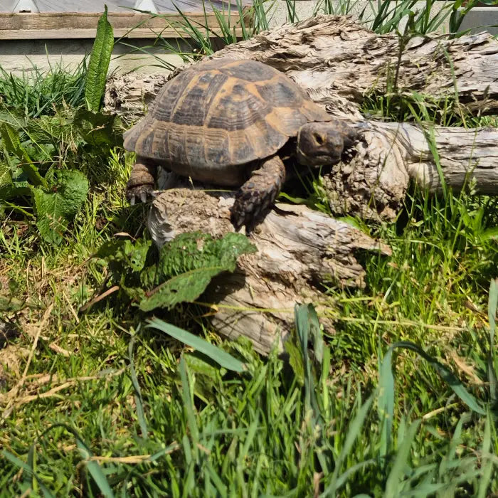 tortue de terre bretagne