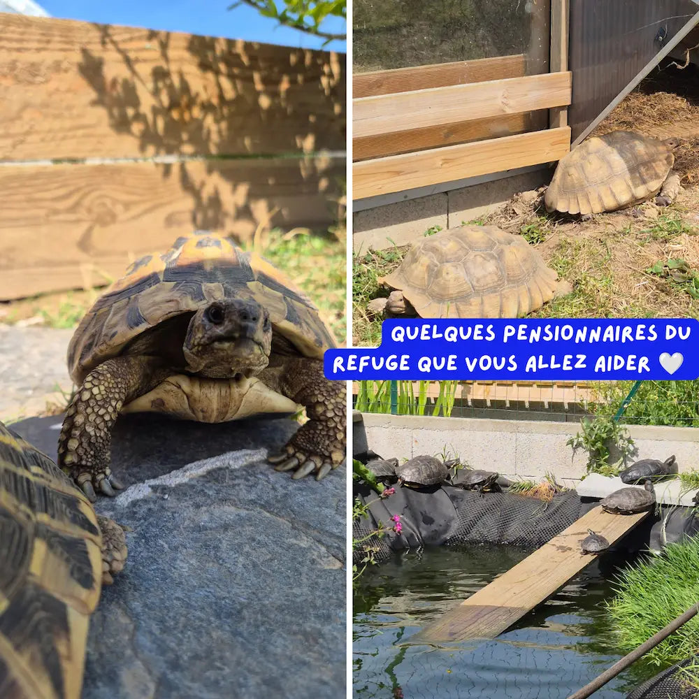 tortues du refuge